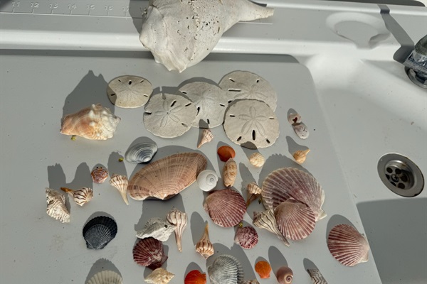Use the outdoor shell wash station and let 'em dry in the sun before packing them up 