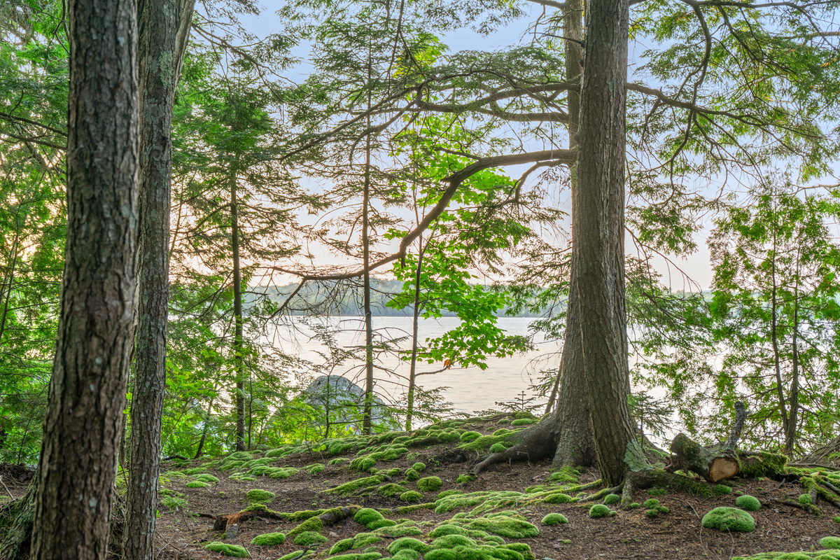 Lush moss mounds and towering pines outside Loonrise Point! Closer view of our vibrant forest floor looking east as sunset glow filters over Beech Hill Pond in Otis, ME. Step into an unbelievable, magical nature retreat on the water.