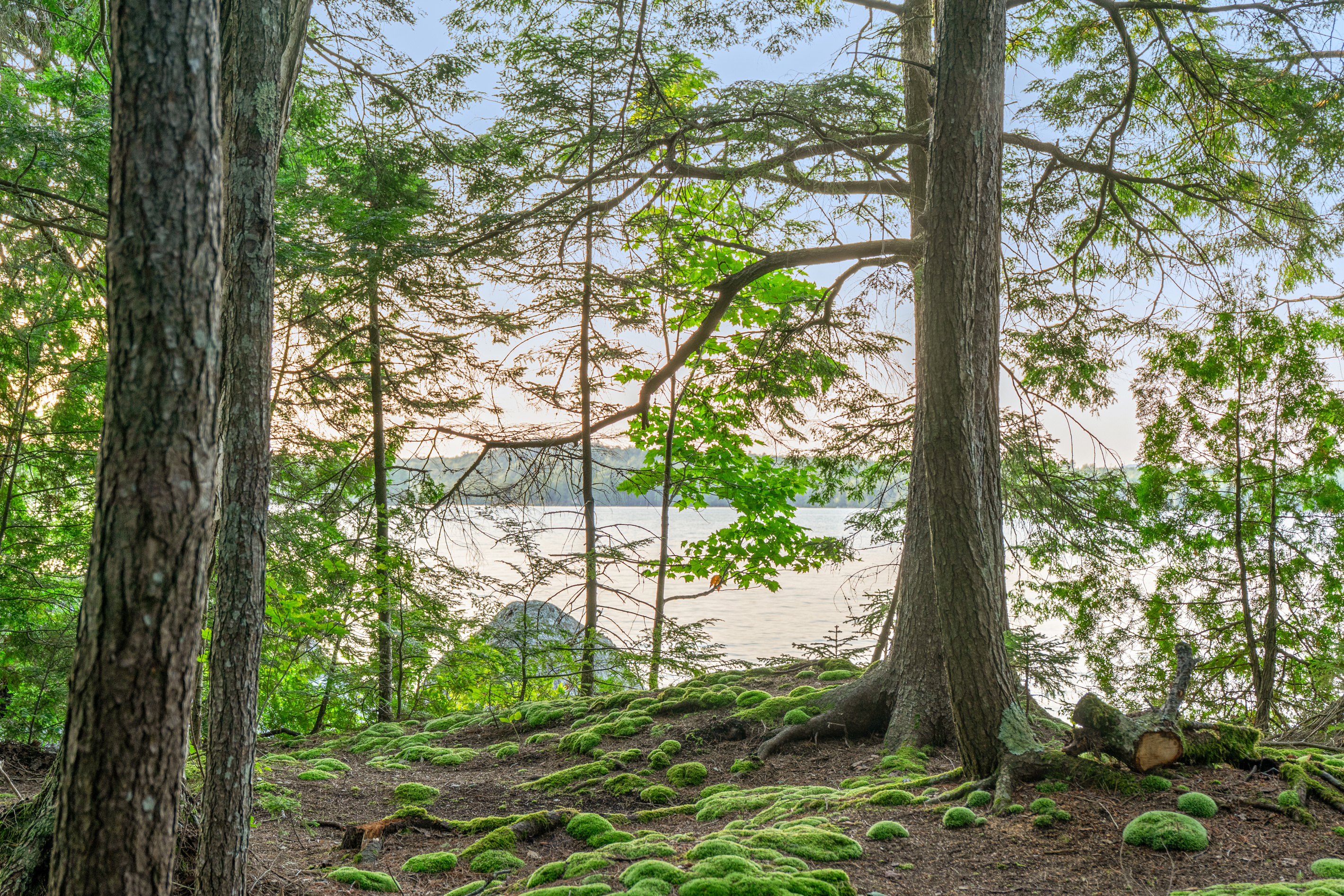 Lush moss mounds and towering pines outside Loonrise Point! Closer view of our vibrant forest floor looking east as sunset glow filters over Beech Hill Pond in Otis, ME. Step into an unbelievable, magical nature retreat on the water.