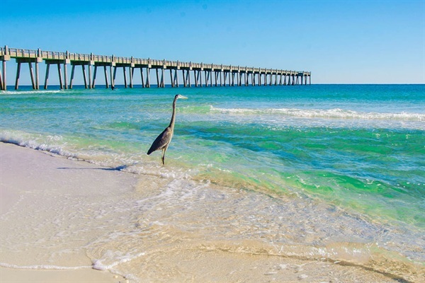 Crystal-clear waters and soft sandy beaches create the perfect setting for a relaxing day by the Gulf. Nearby piers and gentle waves make this area ideal for swimming, fishing, or spotting local wildlife along the shoreline.