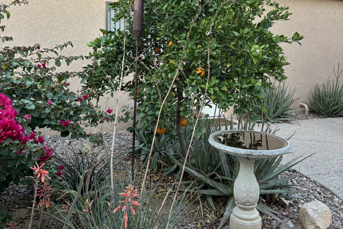 Same tree, another view.