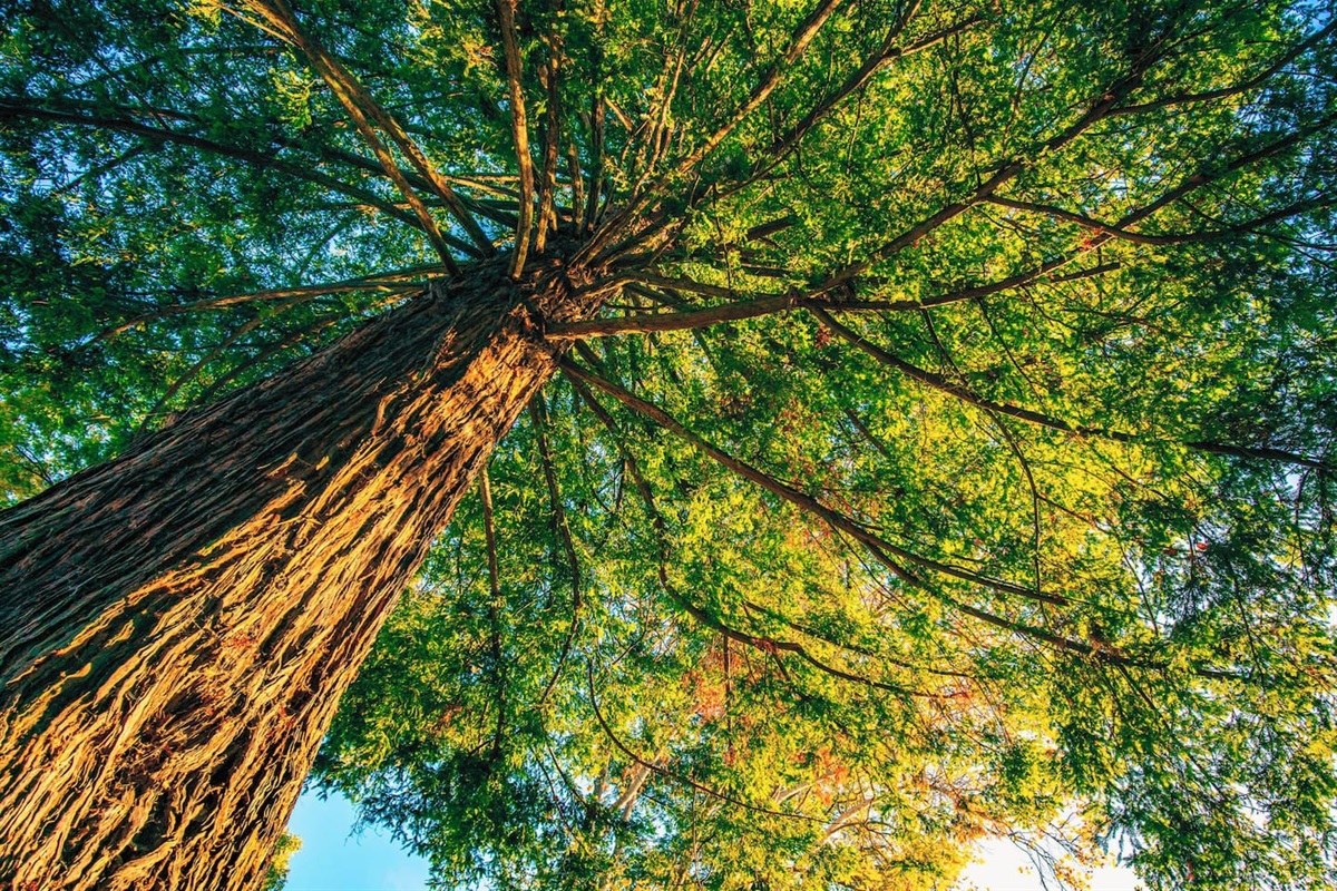 Towering trees: a sight to behold!

