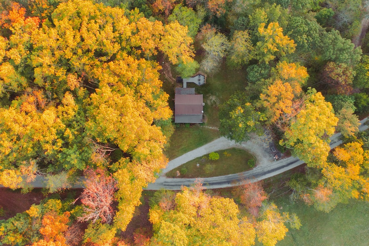 Timber Twine beautifully nestled among the colorful autumn foliage