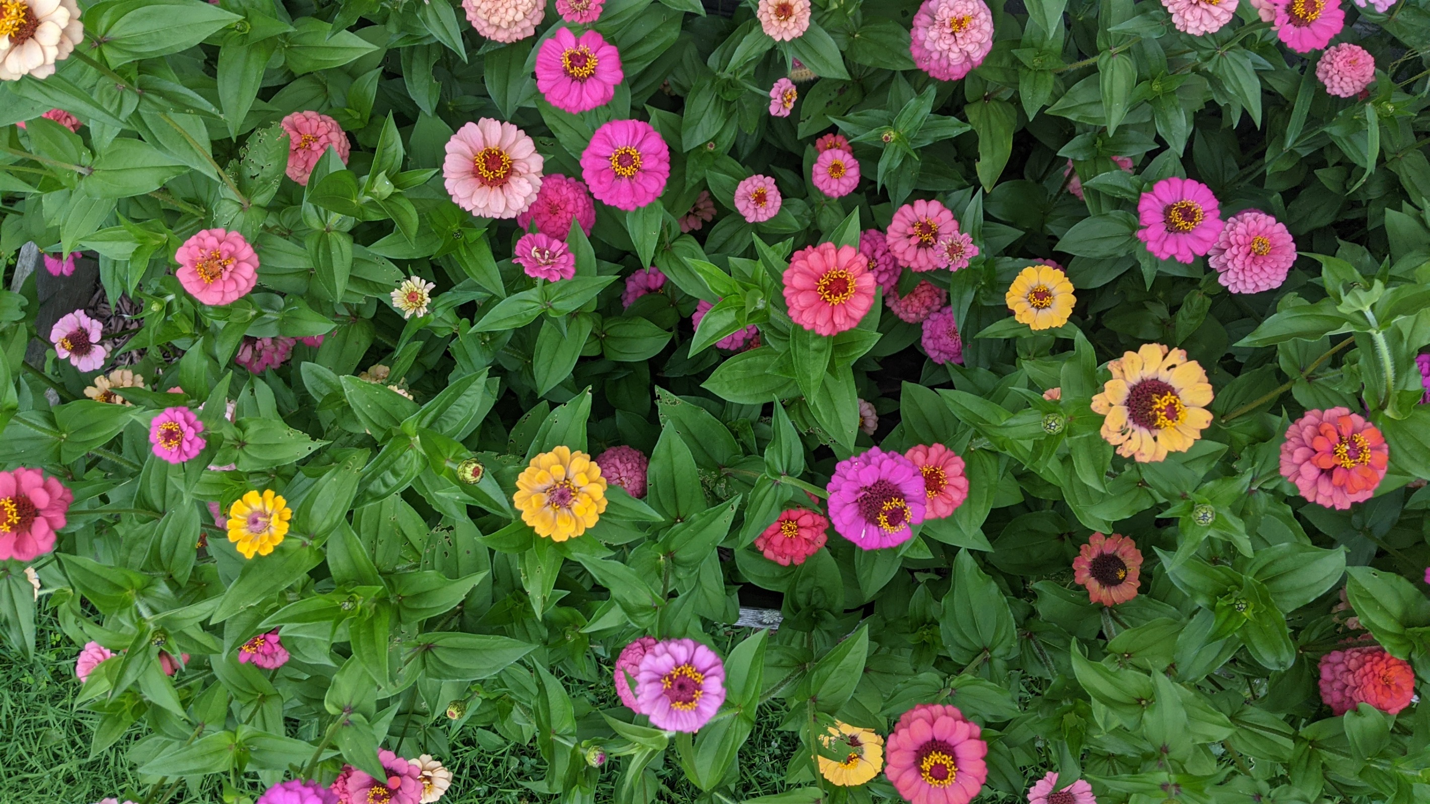 Zinnias in bloom