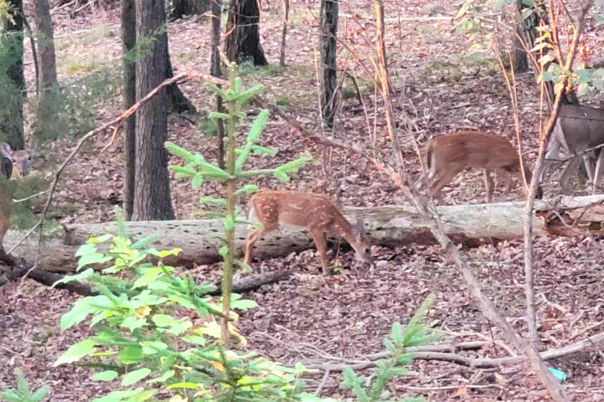Morning coffee hits differently when deer stop by your backyard. One of our favorite surprises at The Piney Lane House.