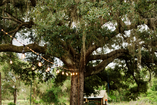 Our favorite live oak, strung with lights for evenings under the canopy.