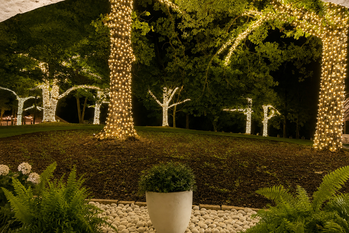 The trees at night are a show all their own!