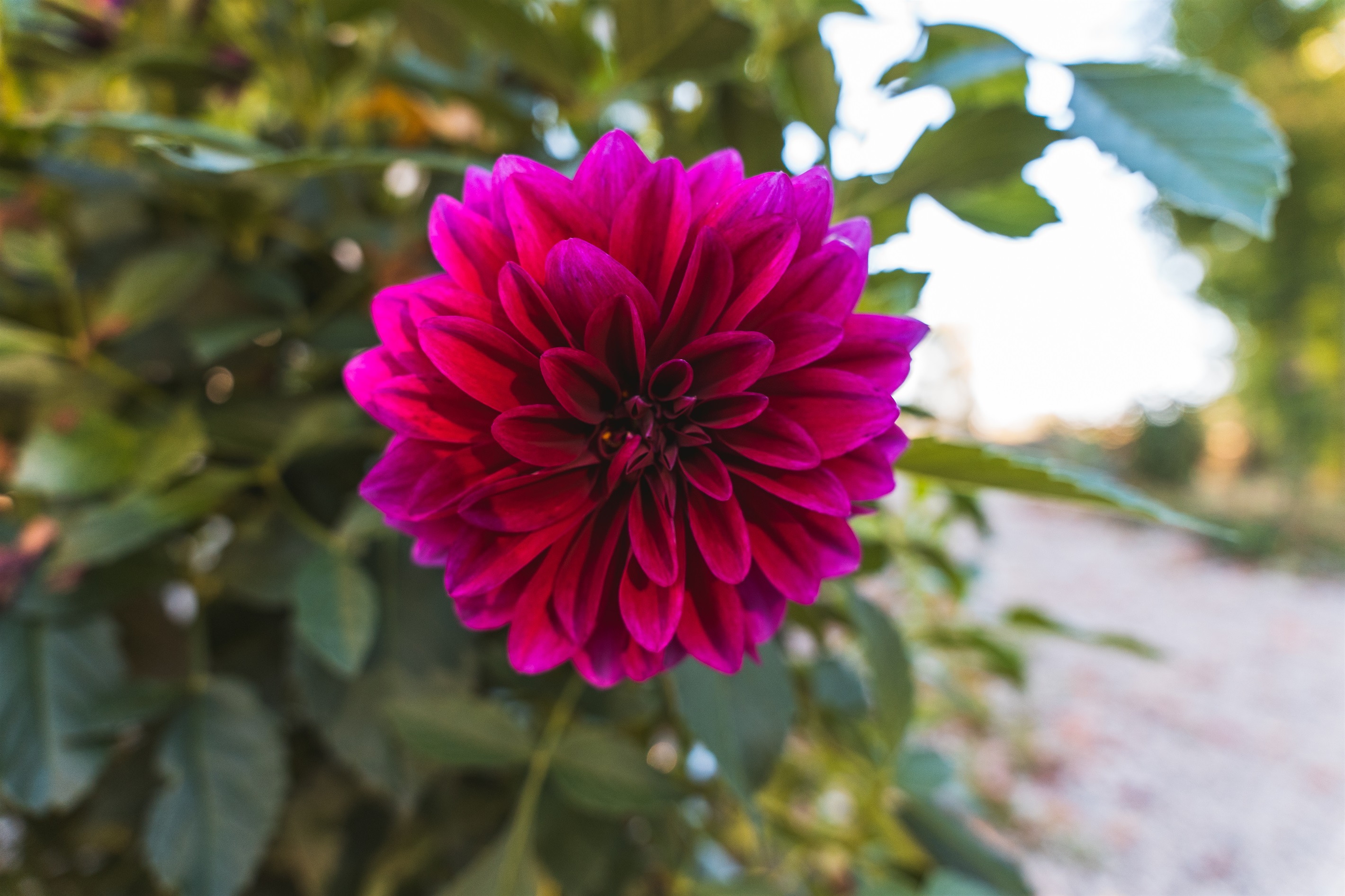 Fall flower blooms