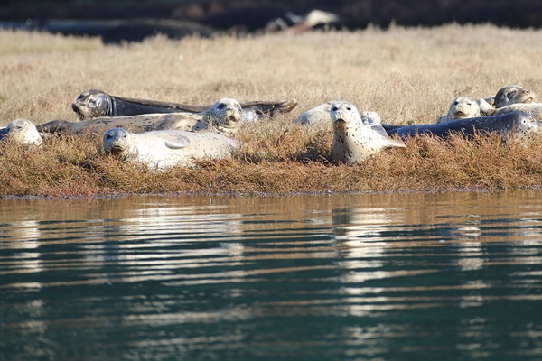 Seals Sun Bathing at Big River