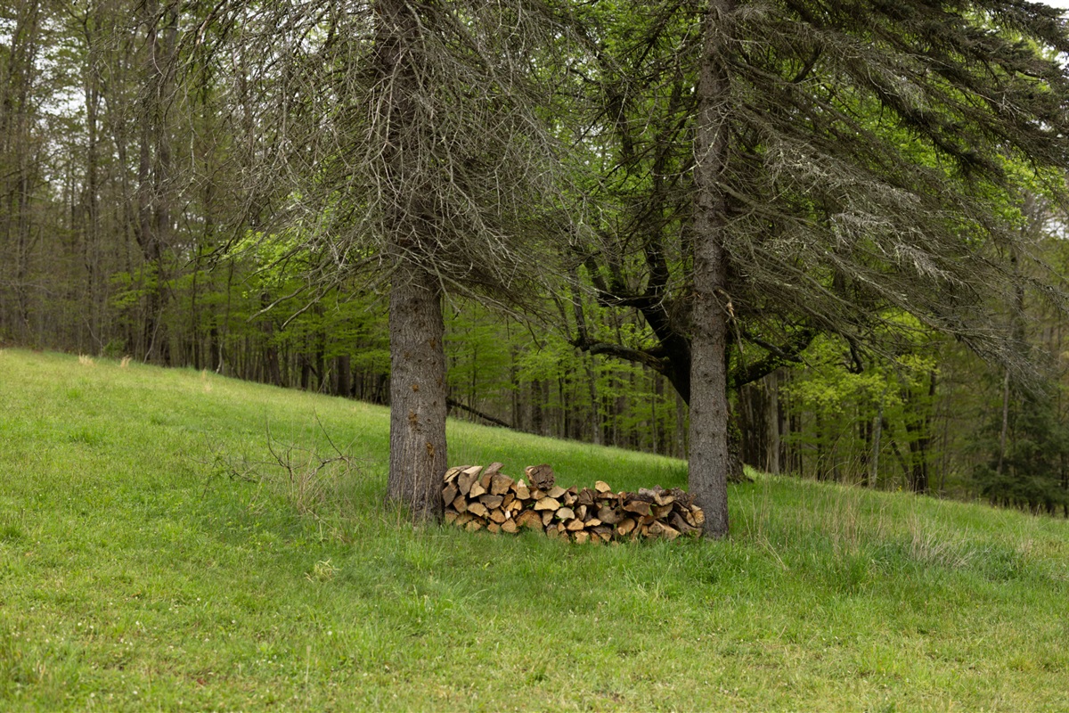 The pines make a good firewood canopy.