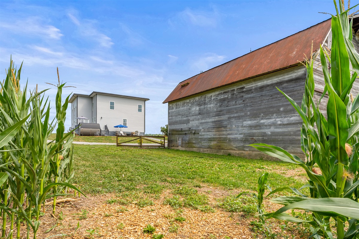 Take in rustic charm with wide-open views of the farmhouse, barn, and surrounding farmland.