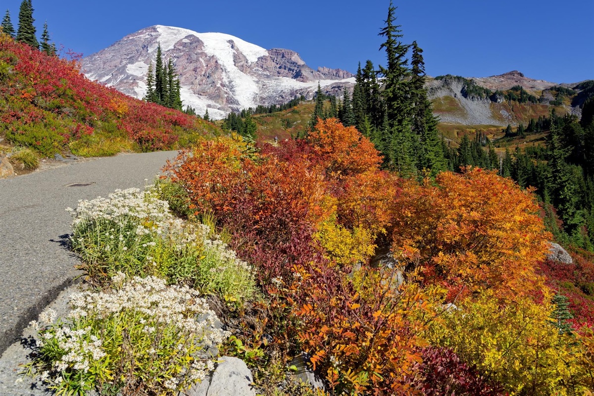 The beauty of Mt. Rainier is like nothing you've seen before