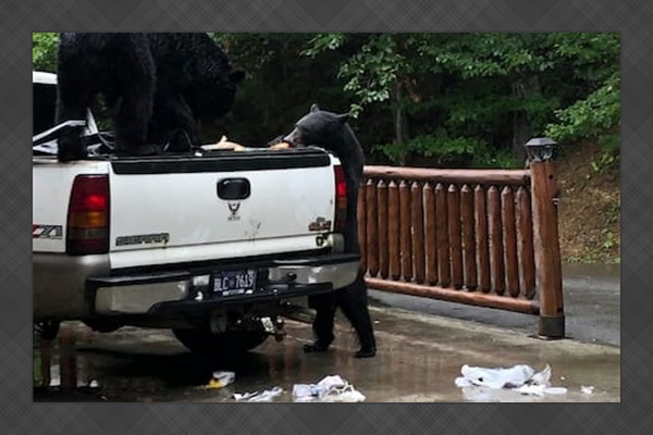 Bears in cleaner's trash!