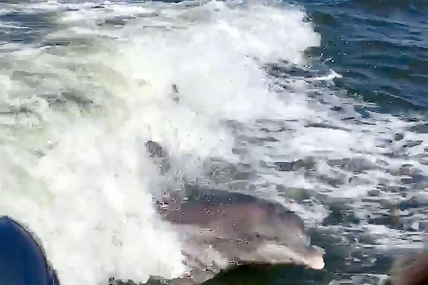 Keep your eyes out—dolphins often follow nearby boats for a playful ride