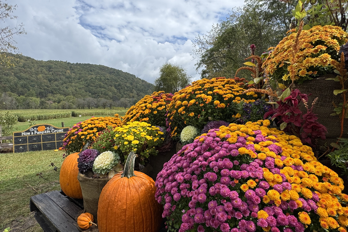 Come and visit mountain treasures like Harvest Farm- about 15 min away! Flower picking, pumpkins and so much more all in a gorgeous valley with mountains all around! 