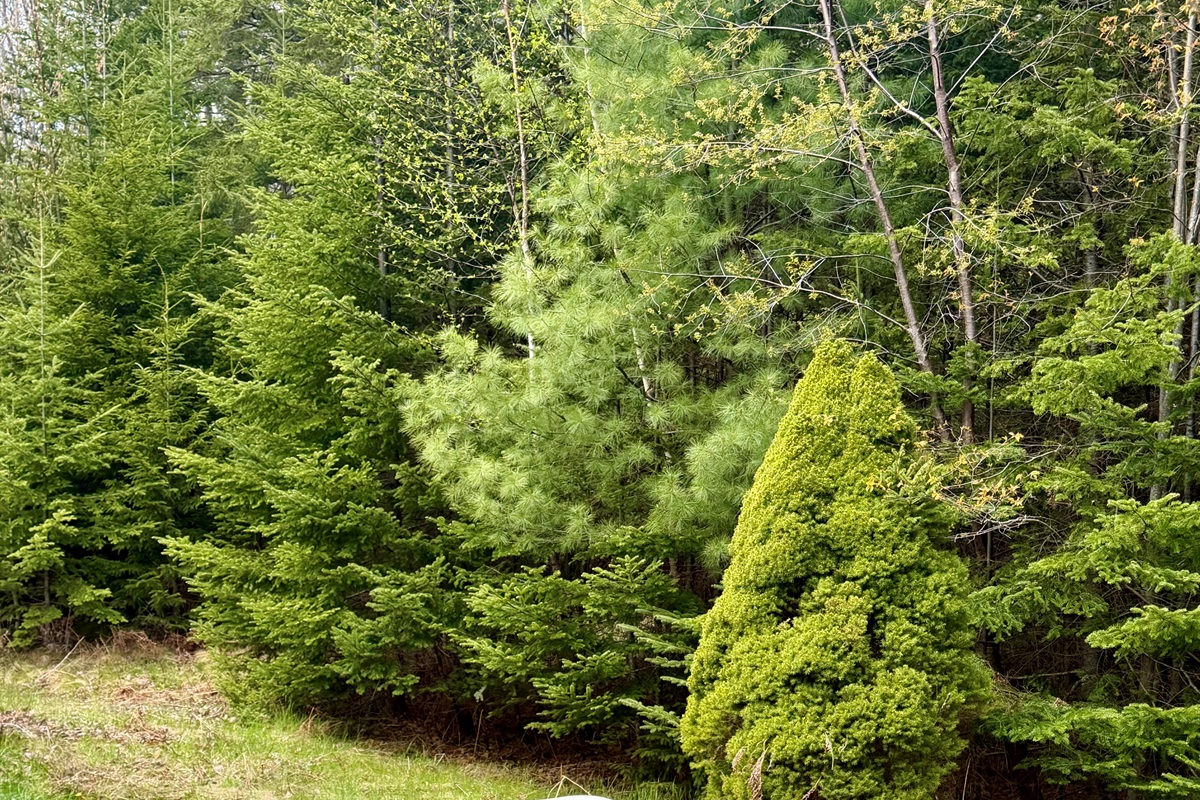 Nestled into the lush tree line of our private acreage, The Forest Well hot tub offers a secluded escape. It’s the perfect spot to soak in the "Quiet Side" serenity of Mount Desert Island after a day of exploring the nearby trails of Acadia National Park.