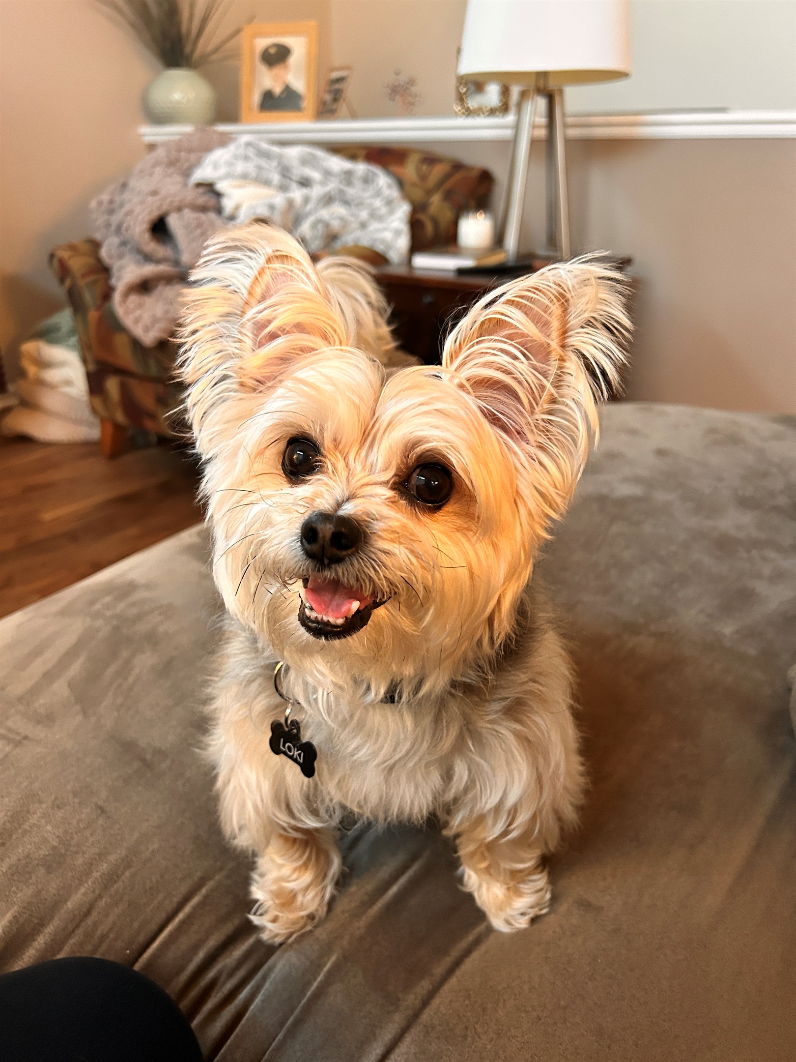 We love dogs!  All dogs need to be pre-approved and weigh no more than 50 pounds.