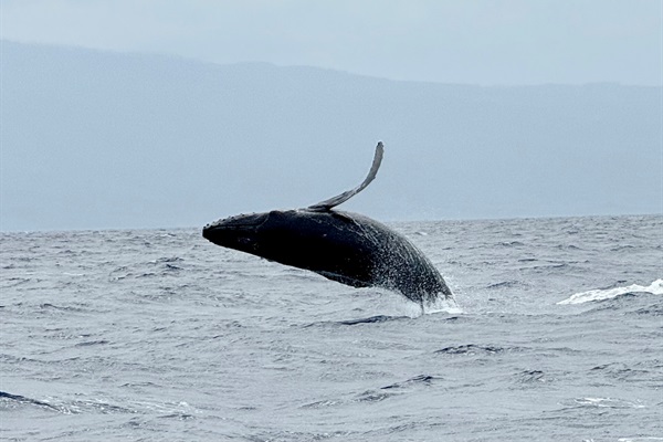 Whales breaching off shore in season