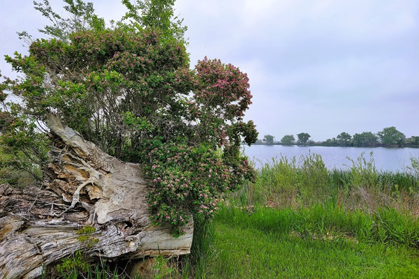 Amor Vida on Historic Clark Lake Reservoir offers many different sights and surrounding views of the Lake.