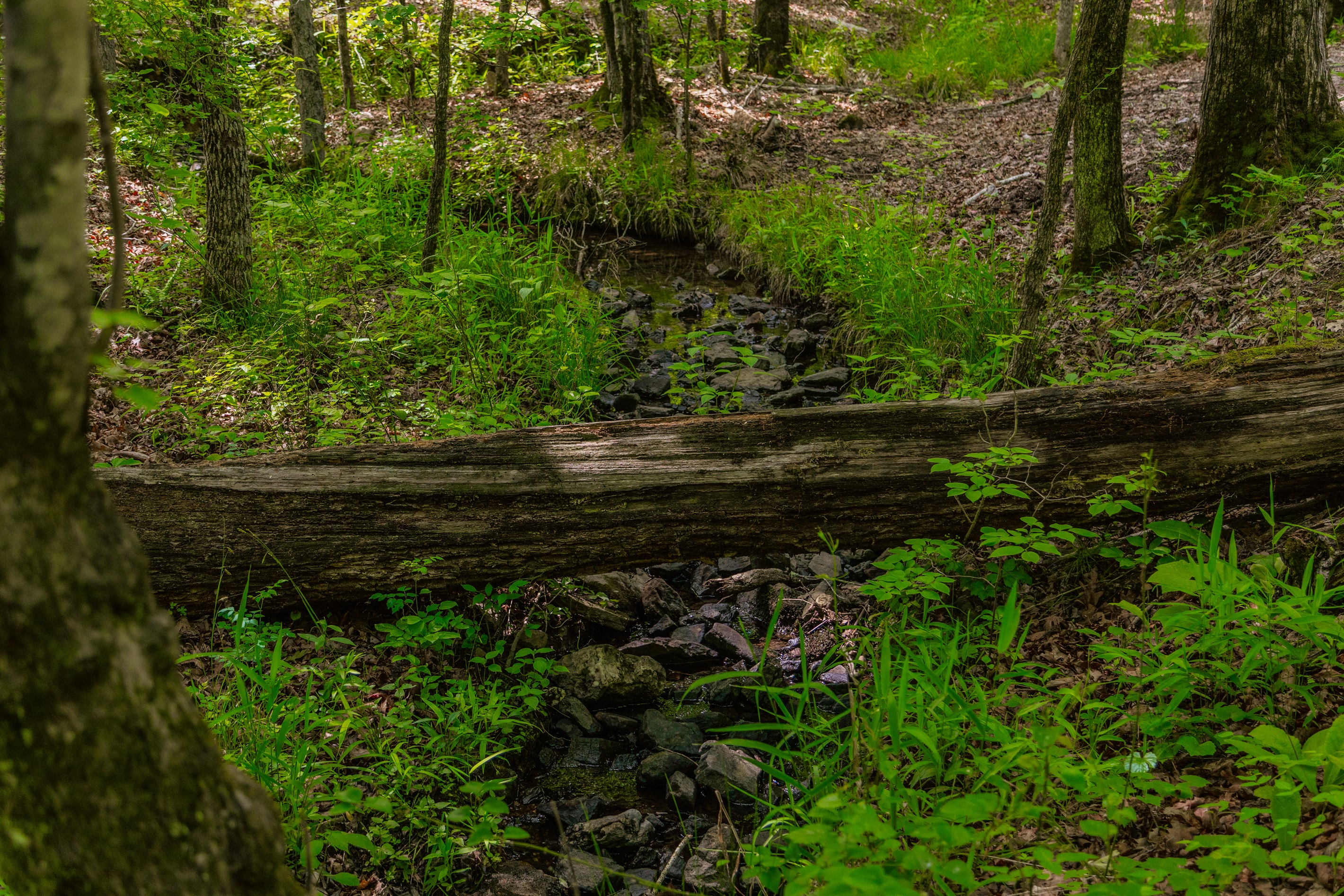 Just a few steps from the cabin - your own private creek