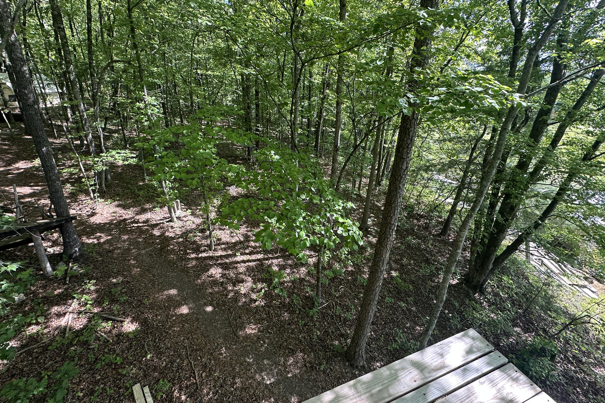 Looking up the trail from the forest canopy