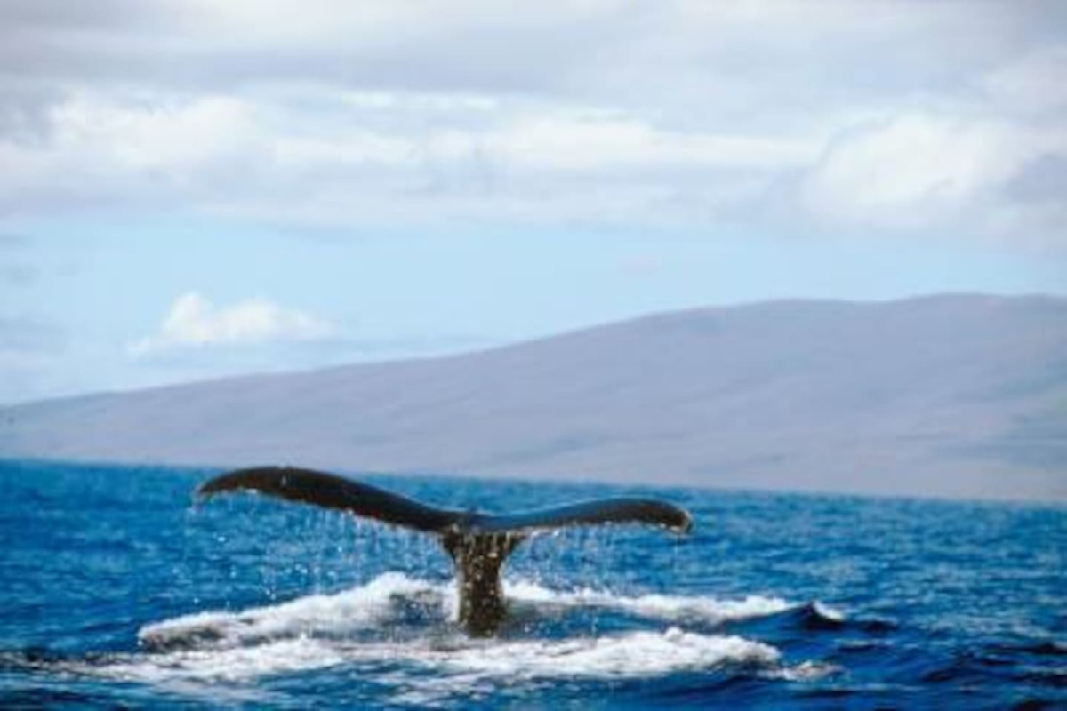 whales outside your door during whale season!