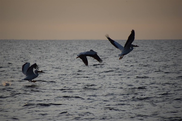 Pellicans are regularly on our shore!9 Foot wing span!Long gliding flight...a sight to behold.