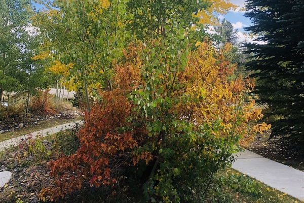 Colorful aspen trees