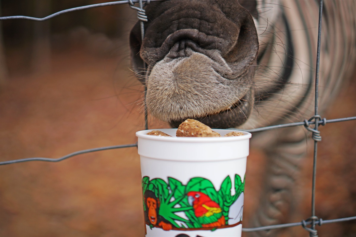 A friendly zebra enjoying a tasty treat! Get ready for unforgettable animal encounters.