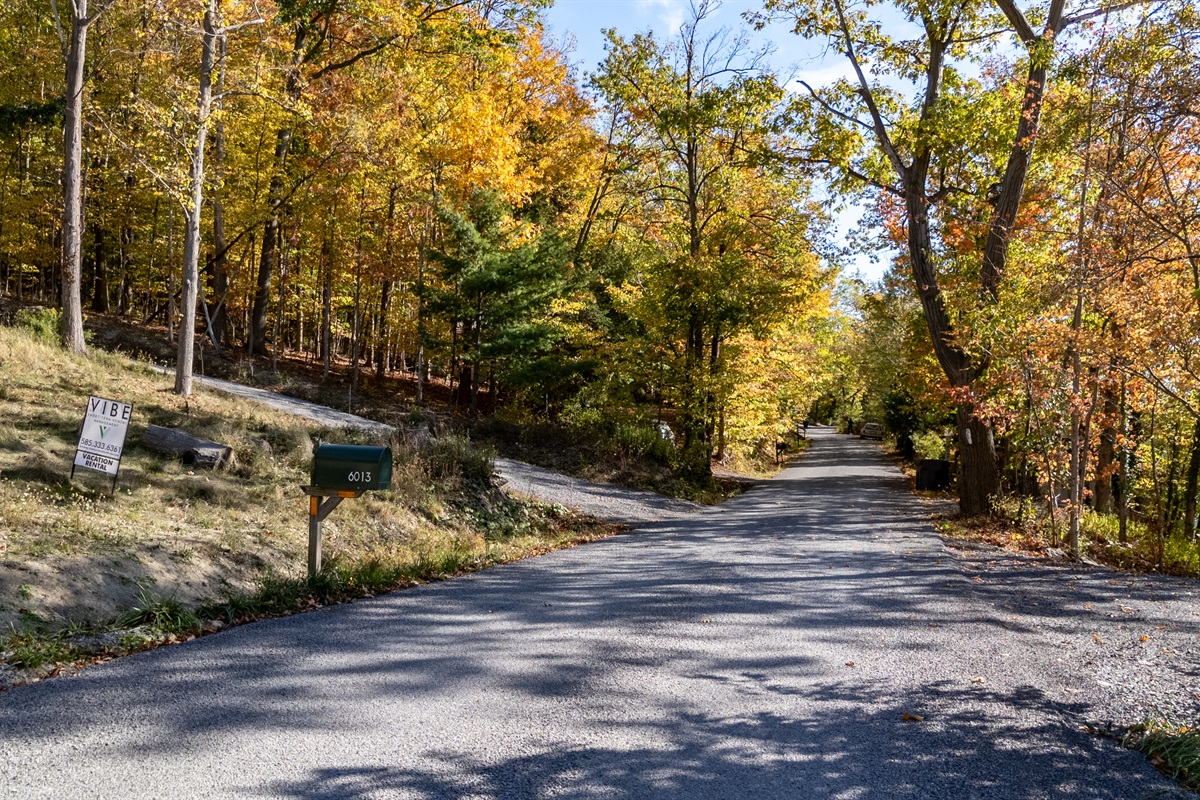 Forested driveway winding toward cabin — peaceful arrival in nature.