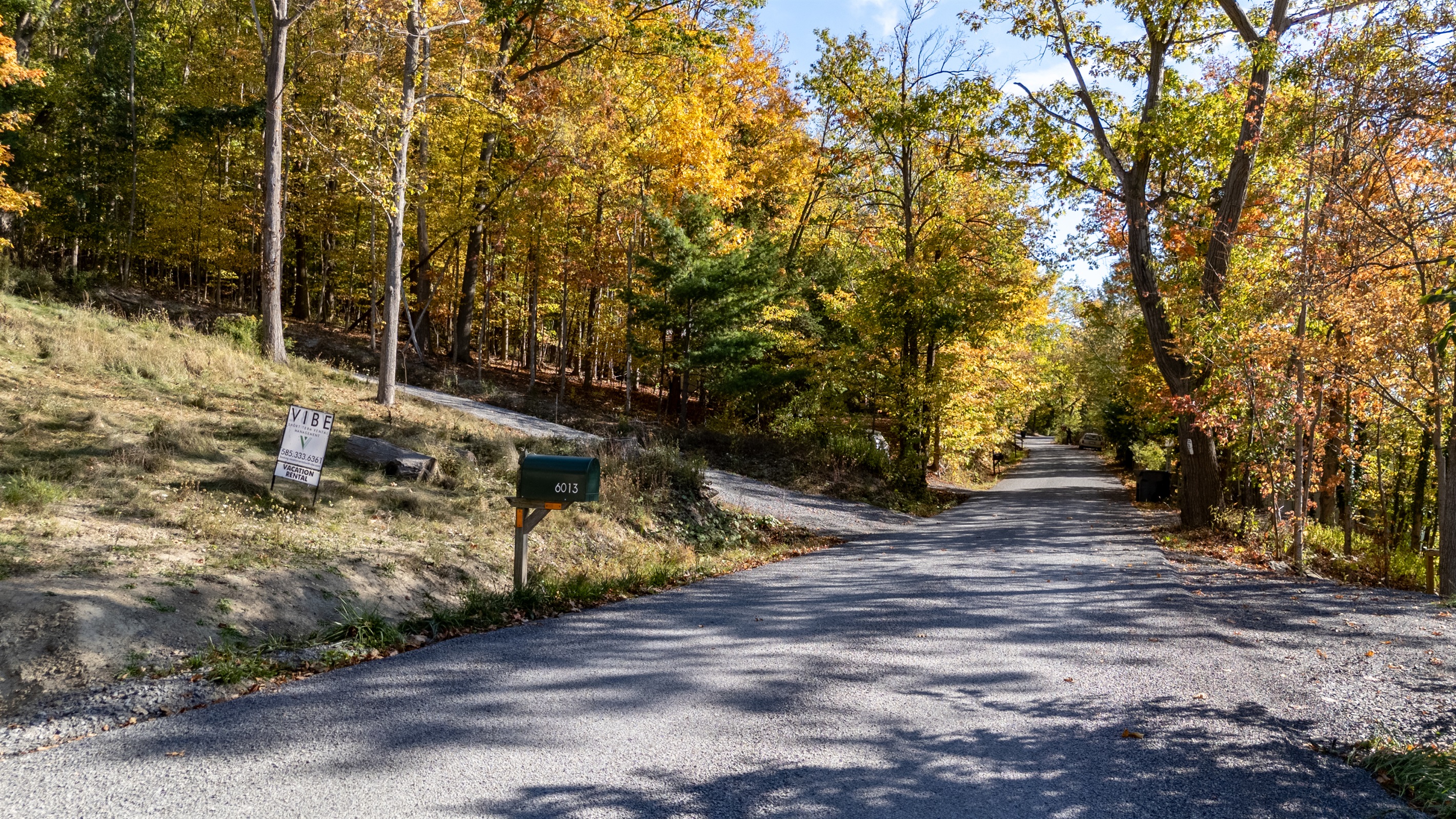 Forested driveway winding toward cabin — peaceful arrival in nature.