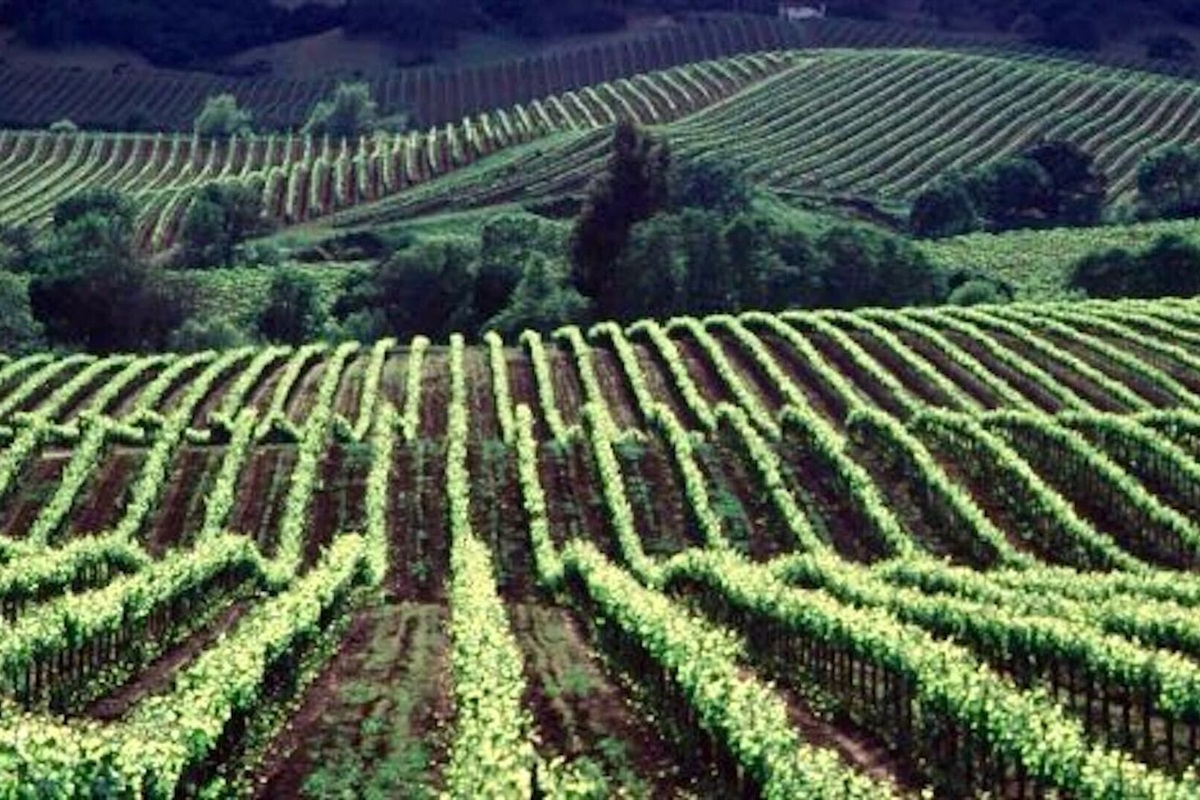 The rolling vineyard hills of Sonoma Valley.