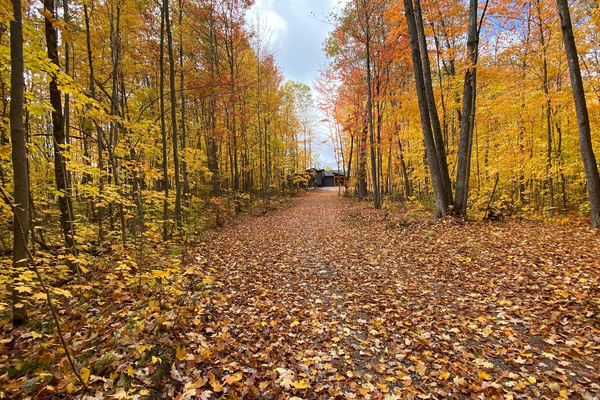 Fall Driveway