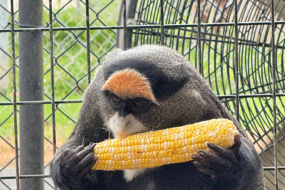 Watch our clever monkeys enjoy their lunch!