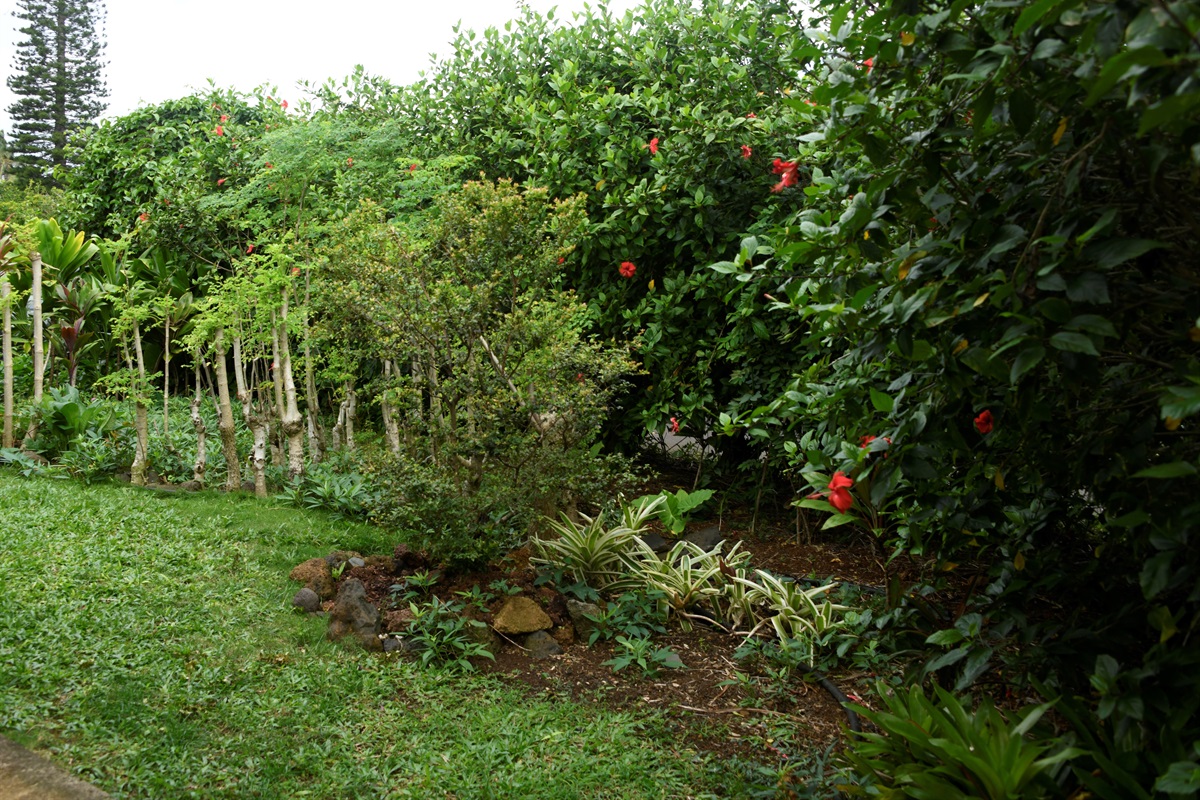 Another view of the garden in front of the suite