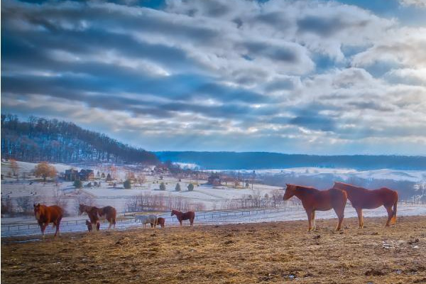 Shenandoah Riding Center