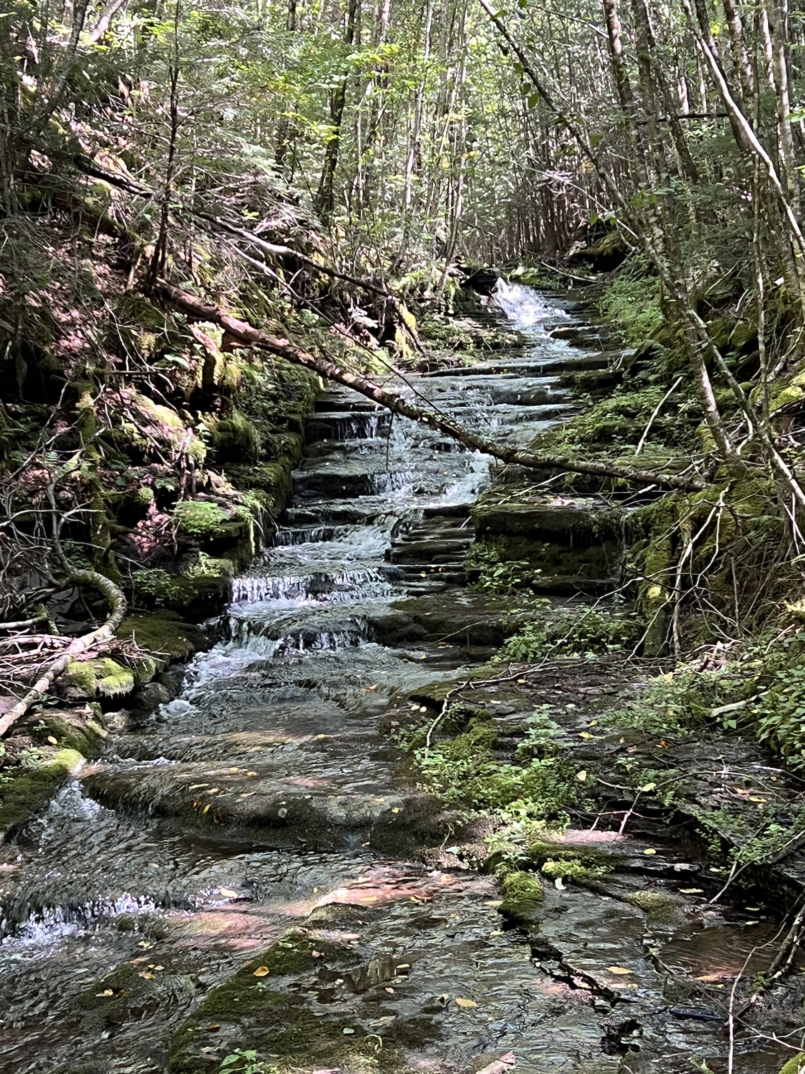 Creek and waterfalls, if you're up for a challenge