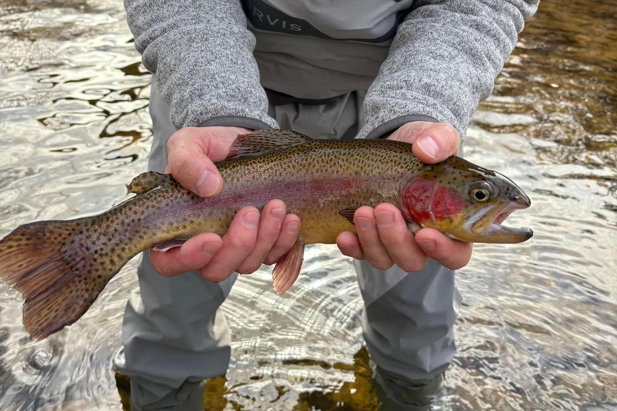 The Watauga & Elk Rivers were voted as some of the best fly fishing areas in the USA! Come enjoy DIY fishing from the banks nearby or hire a guide & find some of the best fishing holes around.