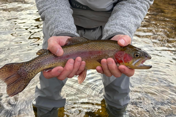 The Watauga & Elk Rivers were voted as some of the best fly fishing areas in the USA! Come enjoy DIY fishing from the banks nearby or hire a guide & find some of the best fishing holes around.