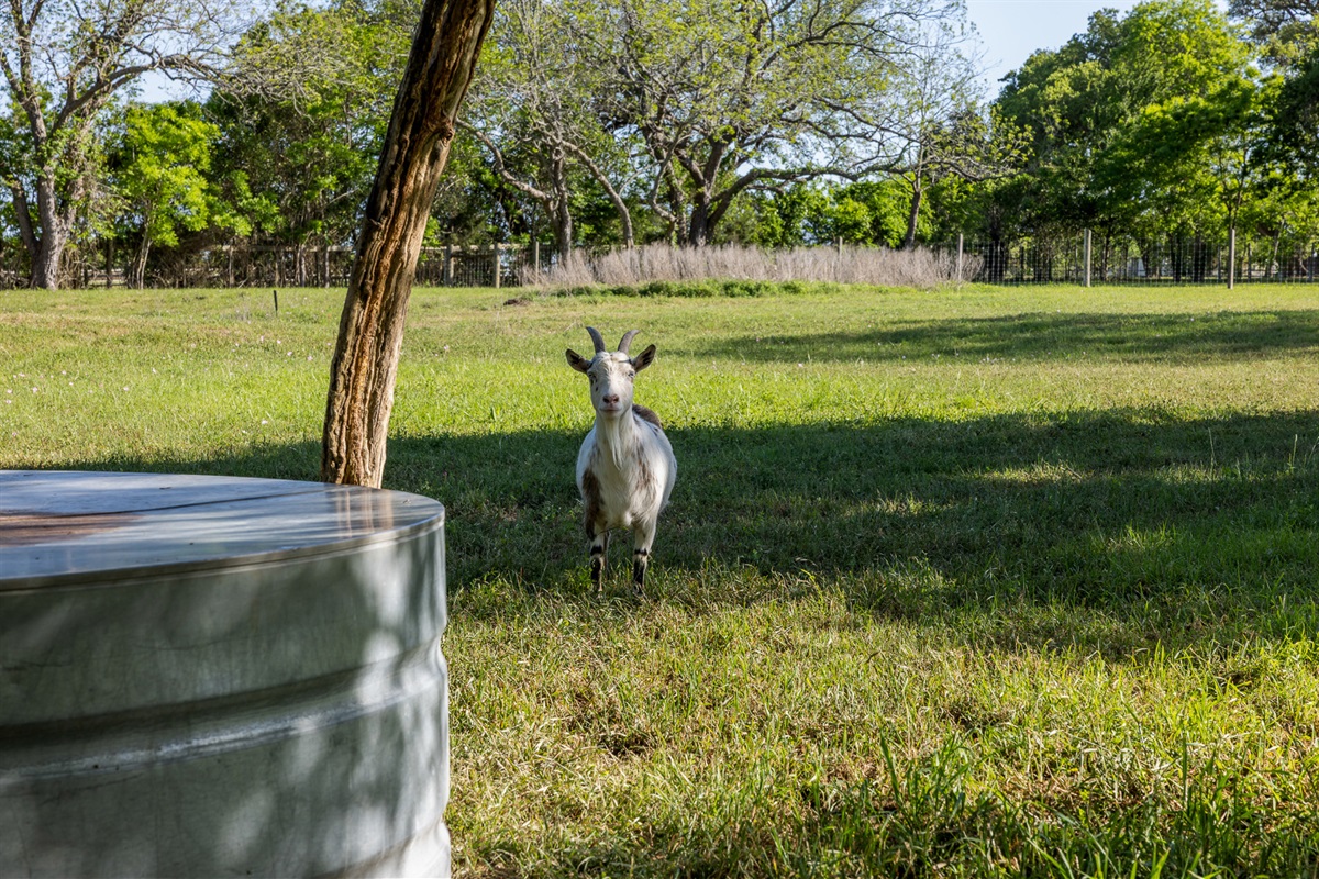 Rahab the goat