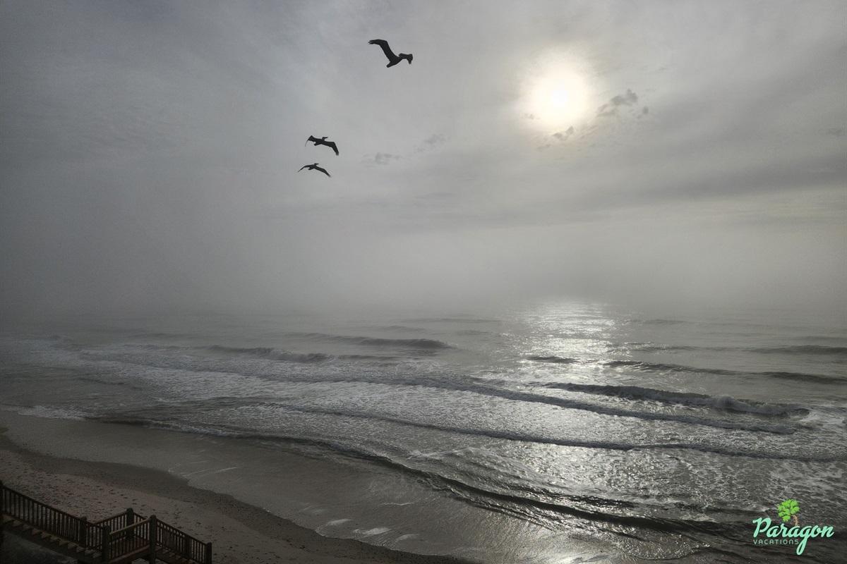 Pelicans on a beautiful, foggy morning from the 3rd floor balcony