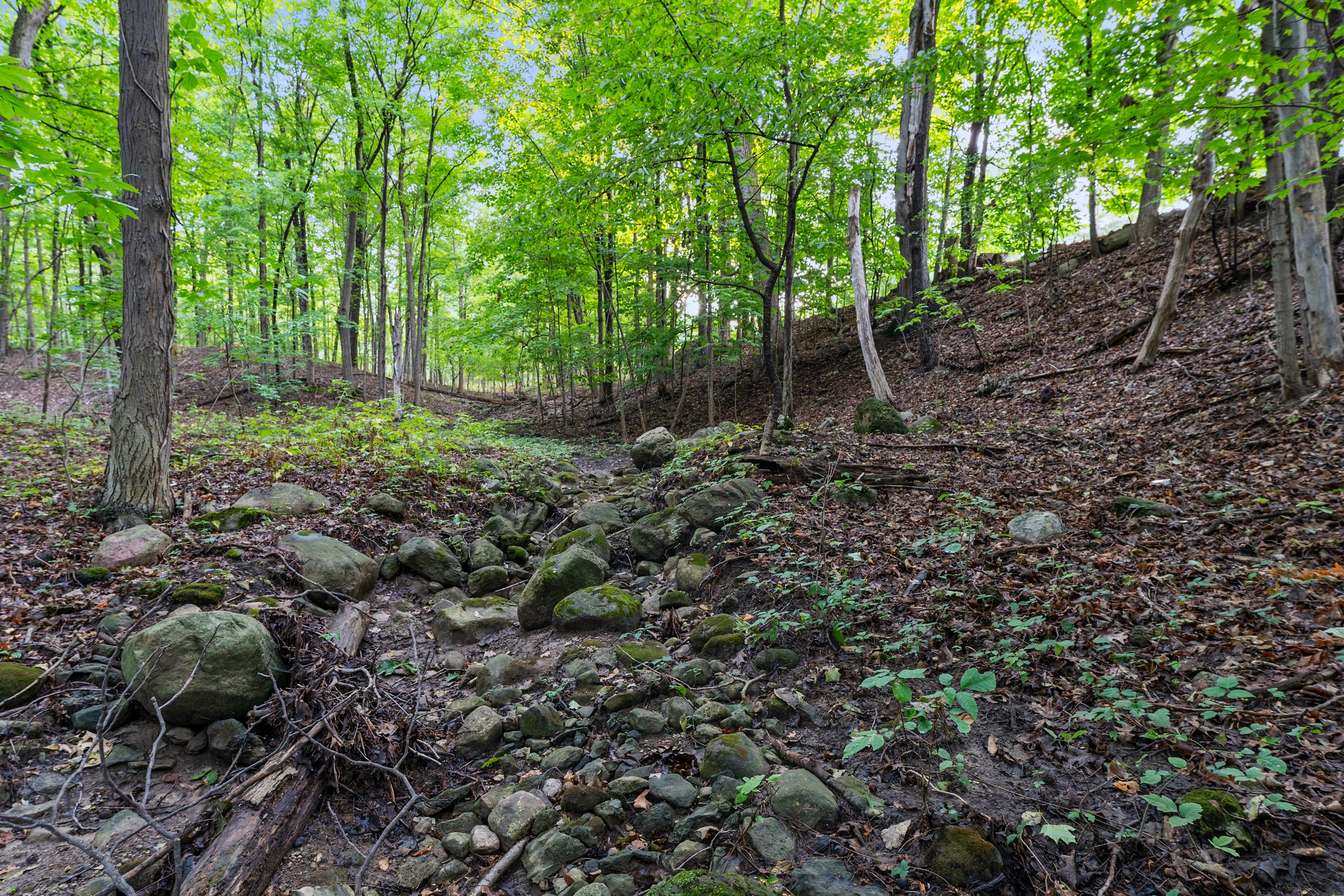 Stroll through your very own wooded paradise with towering trees and serene forest views.