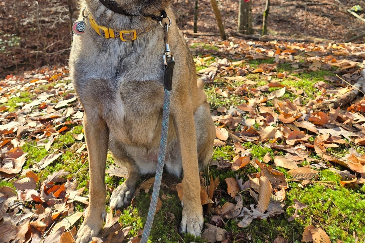 Jana, the beautiful Belgian Malinois guest enjoying the leaves