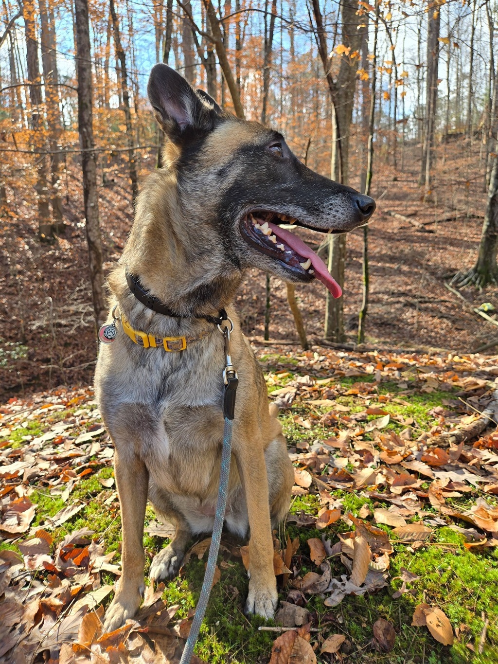 Jana, the beautiful Belgian Malinois guest enjoying the leaves
