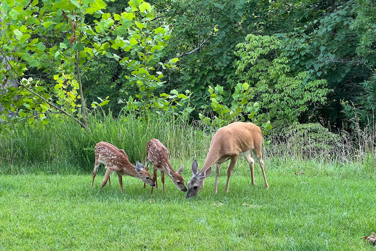 Wildlife sightings, including deer, are common throughout Innsbrook.