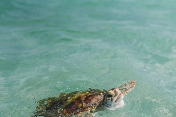 Fantastic swimming with the turtles
