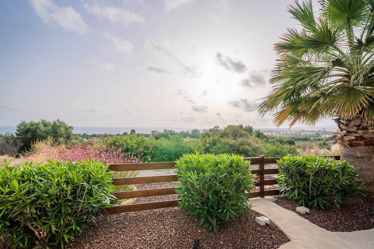Garden with oleander and gaura wandflowers in bloom.