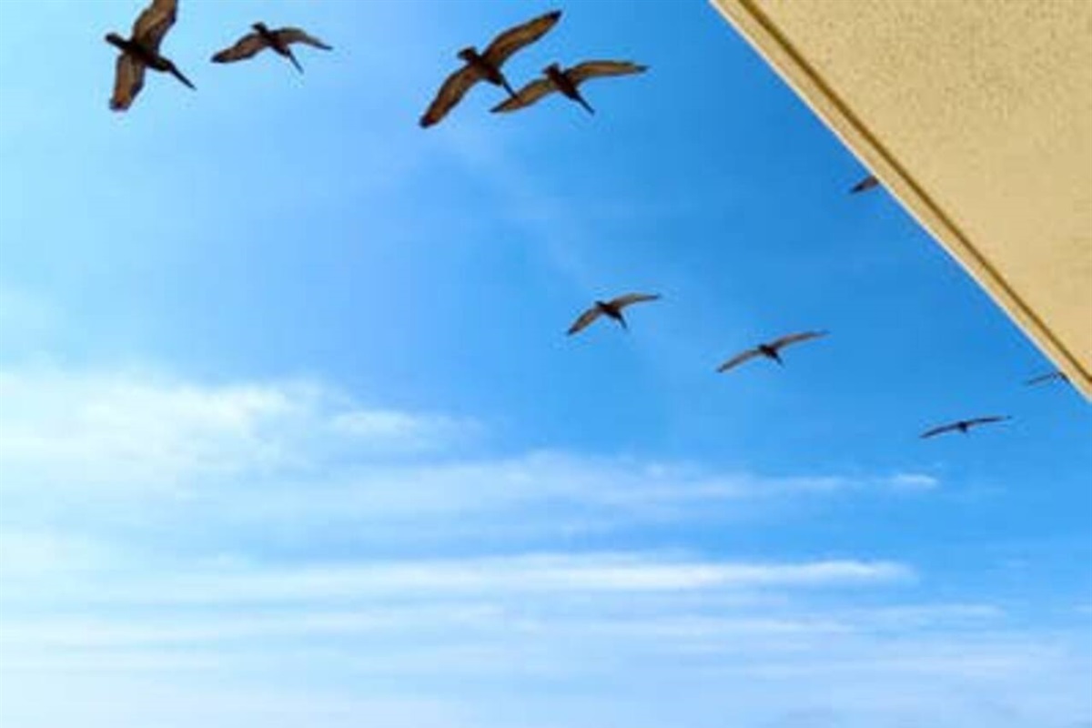 Pelicans flying by 19th floor balcony