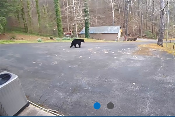 The bears are waking up and visiting the neighborhood!