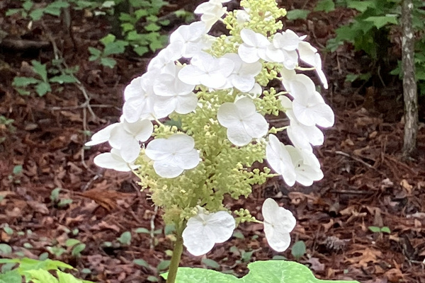 Wild Hydrangea